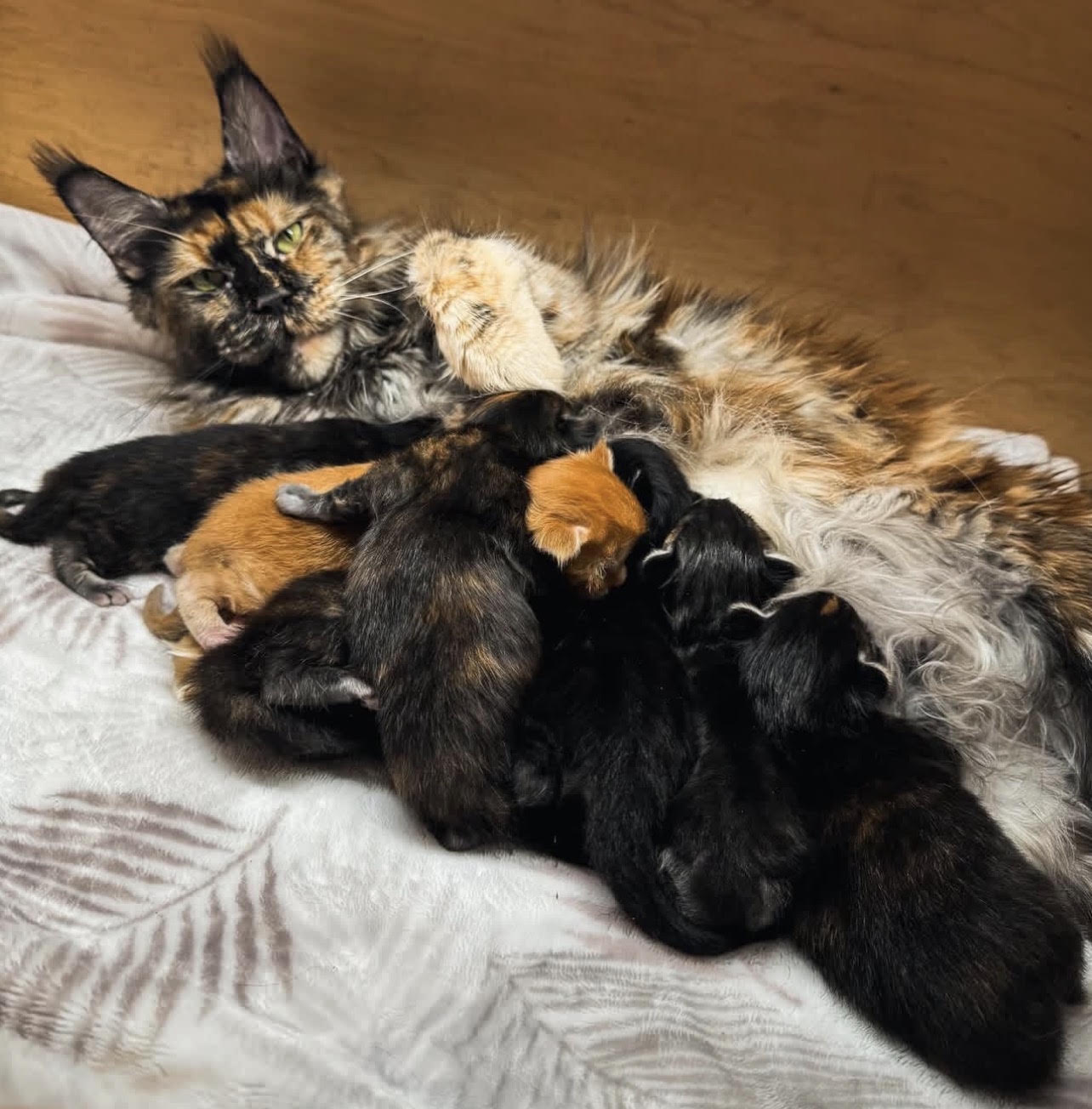 Madison Maine Coon Cattery Slide 1